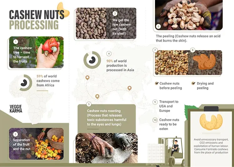 Cashew processing infography